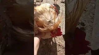 Петух топчет кур прямо с рук🐓
