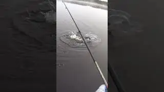 ЩУКА НА ЧЕРНОМ ОЗЕРЕ 