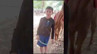 Vaqueiro Davy Lucas