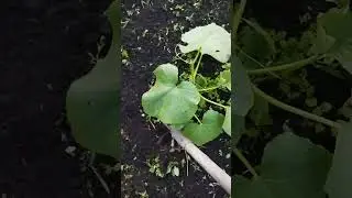 Не хочу всё лето полоть траву около огурцов. Сделаю так.