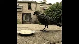 А вдруг это за мной?! 😅 #crow #ворона #животные