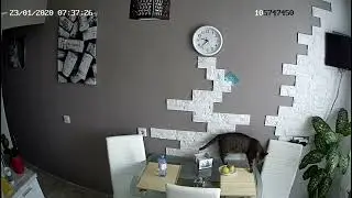 Что делает кошка, пока хозяев нет дома