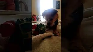 Sammy's favorite toy!