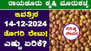 Today Raichur Market Rates l 14-12-2024 l ತೊಗರಿ ಗರಿಷ್ಠ ಬೆಲೆ ಎಷ್ಟು? l #RedgramRates @BealertJob