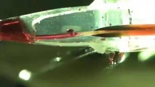 Hummingbird tongues are elastic micropumps (Video 1)