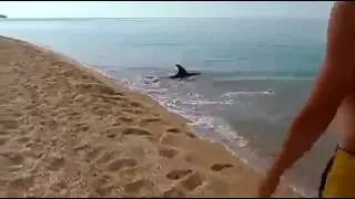 Дельфин охотится на рыбу на анапском пляже