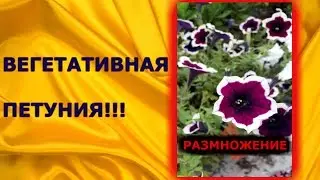 ВЕГЕТАТИВНАЯ ПЕТУНИЯ!!! КАК РАЗВЕСТИ !!!!