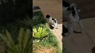 Shoodle The Hunting Dog