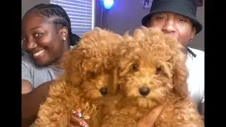 L.U.X Toy Poodles