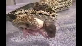Rat pup goes backwards _ reupload