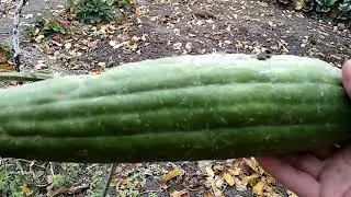 Природная мочалка-люффа начинается с марта