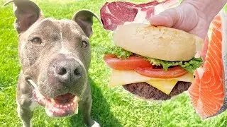 Letting a Homeless Pitbull Pick His First Meal!