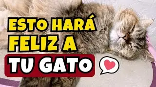 Los 30 Consejos Esenciales para la Felicidad y Salud de tu Gato 🐱💖