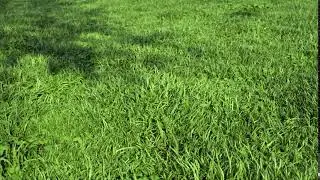 CGI 3D Animated Short HD: Gras in the wind