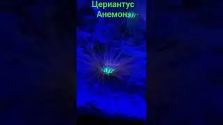 Цериантусианемон в "Калипсо Аква"