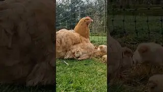 Protect Your Hens From Predators with Electric Fencing 