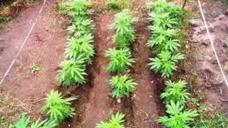 Grow more pot! Part 1