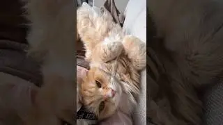 Can you hear the purrs? 🥹 #kitty #catlover #cute #love #cat #cutepet #kitten #funny