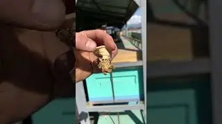 Пчелиная матка выходит из маточника! Рождение матки!