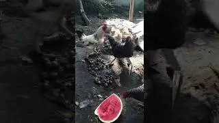 #завтрак #для #кур #рекомендации