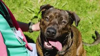 Now's the perfect time to adopt a dog from the RSPCA