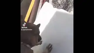 Пёс мой любимый Грэчик