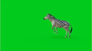 Zebra green screen 🦓 