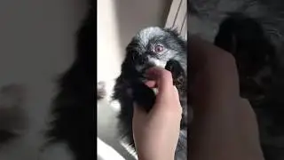 Нападение померанского шпица на кошку! Смотреть до конца!!
