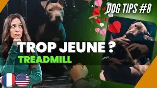 DogTips #8  Voila comment ne pas abuser avec un chiot sur le tapis de course / Tuto Sport