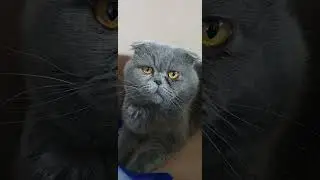 рестаилинг