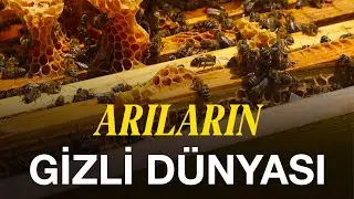 THE SECRET WORLD OF BEES | Documentary
