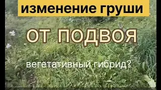Изменение груши от подвоя. вегетативный гибрид?