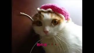 ミーコ姐さん、それ楽チンなの？【スコティッシュフォールド】