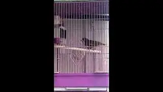 Чечетка, снегирь и зеленушка