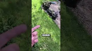 Паук сплёл паутину в неожиданном месте 🕷️😳