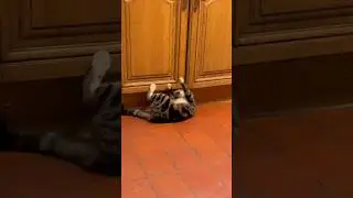 Determined Cat #shorts
