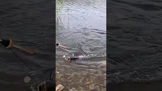 Жор толстолобика