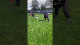 Working dog Pharaoh