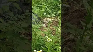 #котики