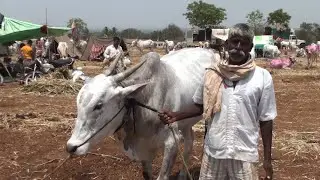 farmer selling his khillar bulls pair for 2 lakh in aigali cattle fair,ಕಿಲಾರಿ ಜೋಡಿ ಕೇವಲ 2 ಲಕ್ಷ ಬೆಲೆ,