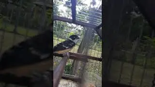 Mi dominico cantando!!,Tab,Mexico (El teco)