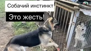 Природный инстинкт | Возбужденны , неуправляемый кобель | Собака скулит и ломает вольер | Это жесть!