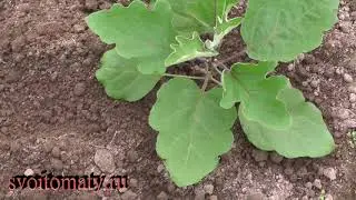 Правильная подкормка баклажан в начале роста