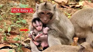 LOOKS Sad ! Monkey Jill can not take her baby back, Cus JC keep like her own baby