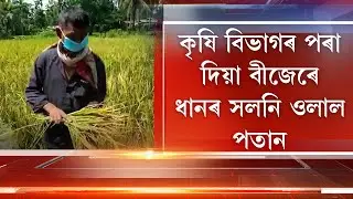 গহপুৰৰ হেলেমত বড়ো ধানৰ খেতি কৰি বিপাঙত পৰিছে খেতিয়ক
