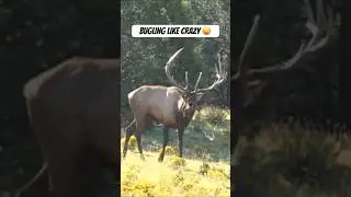 Watch this bull pee all over himself #shorts #elk #hunting