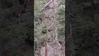 Zone Tailed Hawks in Bayo Canyon, Los Alamos NM