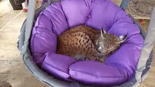 Рысь на Диете/Уснула Как Малыш