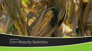 Corn Maturity Selection