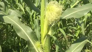 Tek çenekli (Monokotil) bitki | Mısır